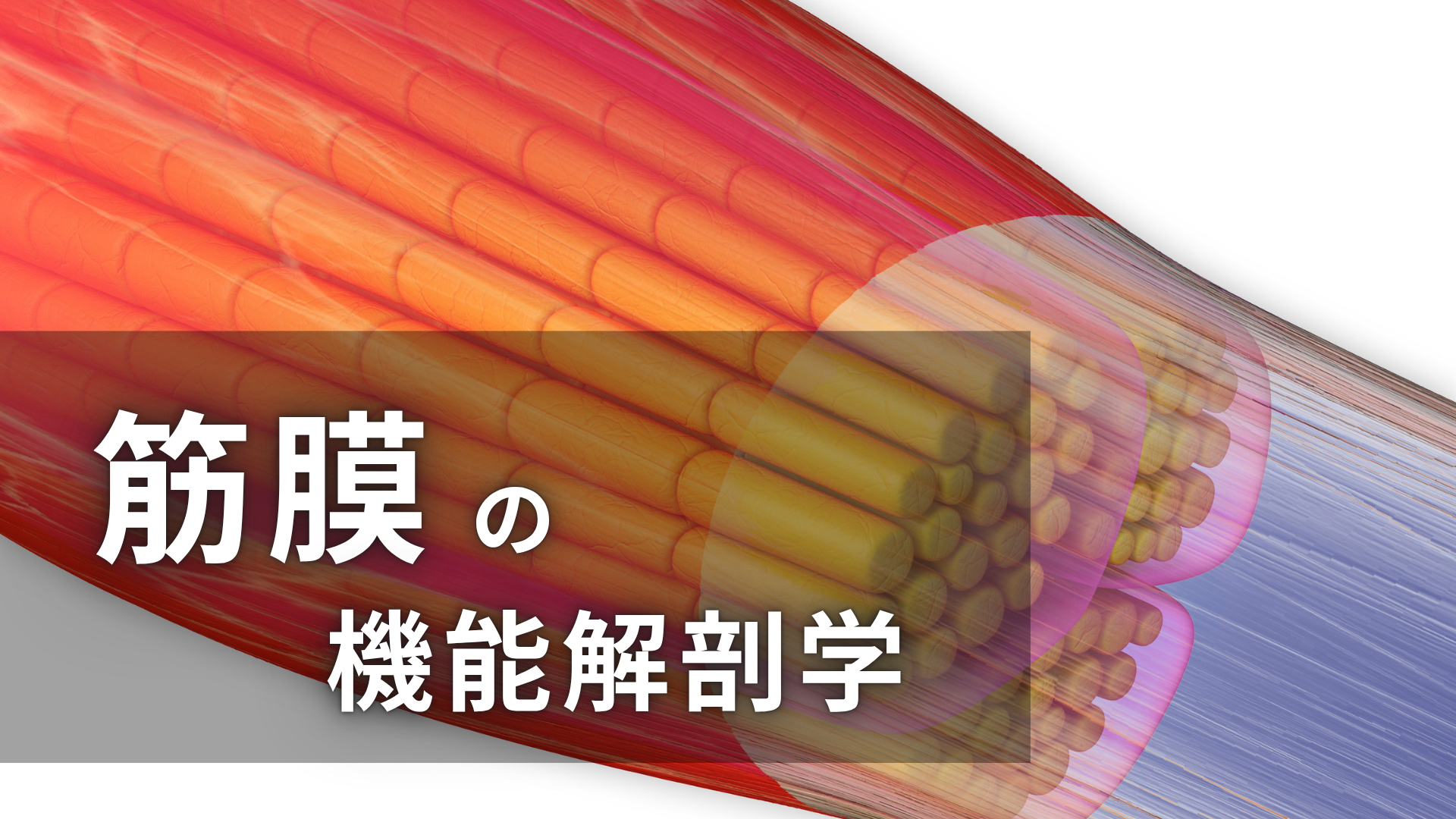 筋膜の構造と機能