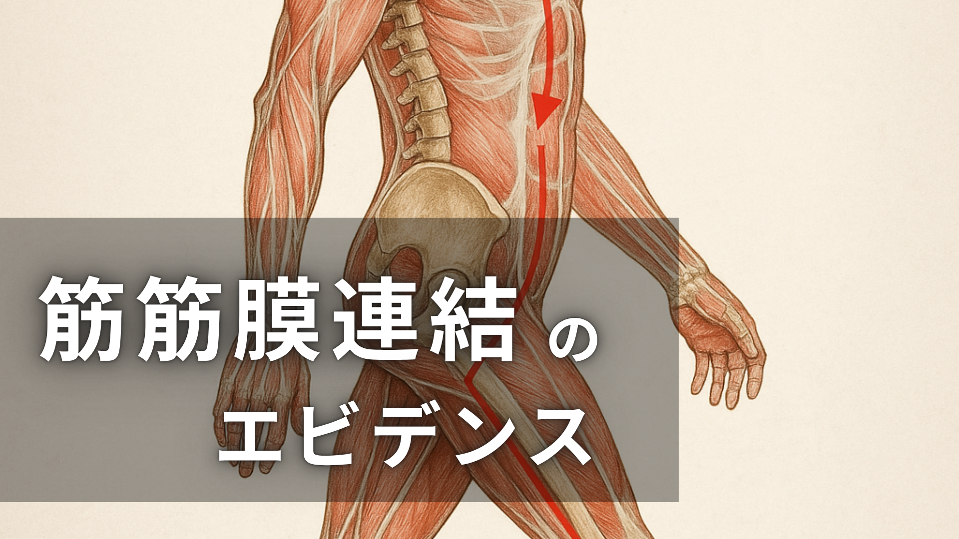 筋・筋膜連鎖とエビデンス