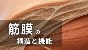 筋膜の構造と機能