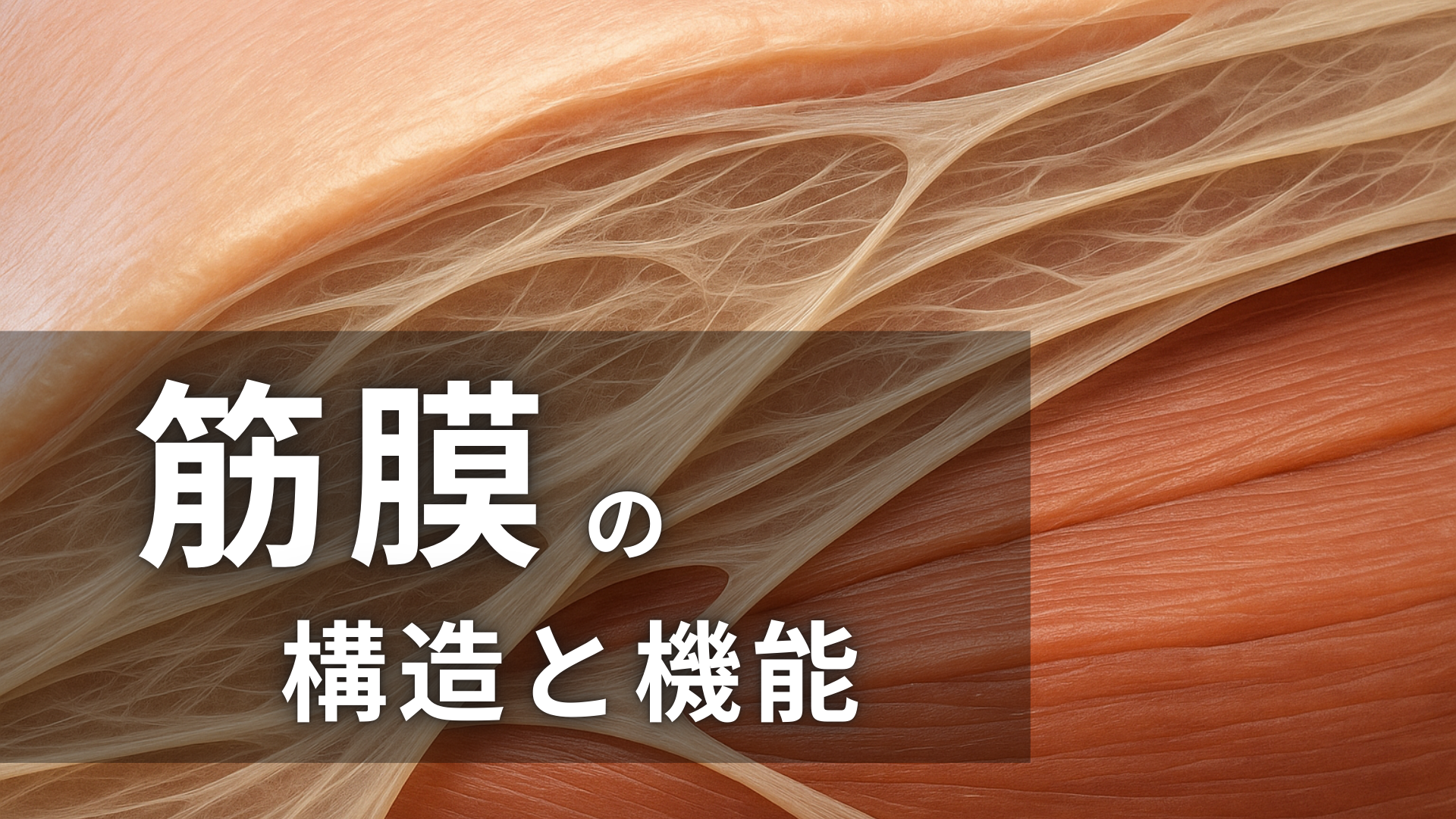 筋膜の構造と機能