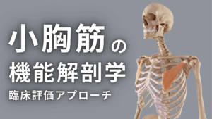 小胸筋の機能解剖学と臨床評価アプローチ
