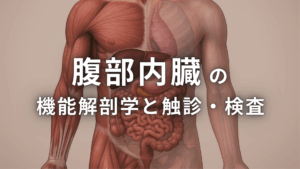 腹部内臓の機能解剖学と触診・検査