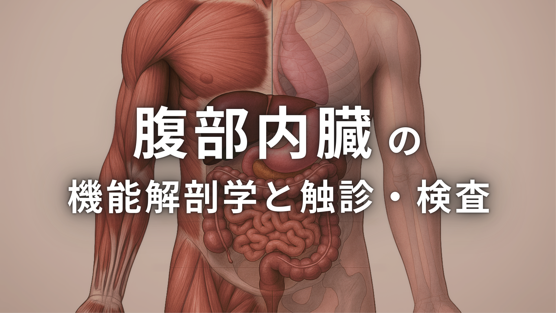 腹部内臓の機能解剖学と触診・検査