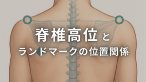脊椎高位とランドマークの位置関係