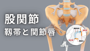 股関節の靱帯と関節唇