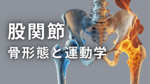 股関節の骨形態と運動学