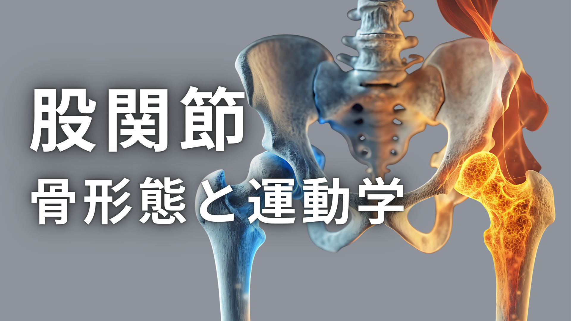 股関節の骨形態と運動学