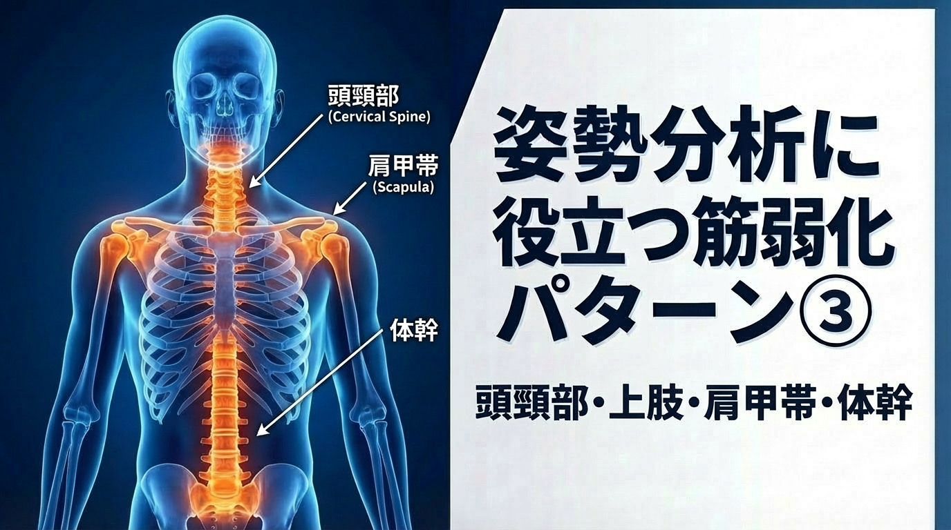姿勢分析に役立つ筋弱化パターン③ー頭頸部・体幹・上肢・肩甲帯ー