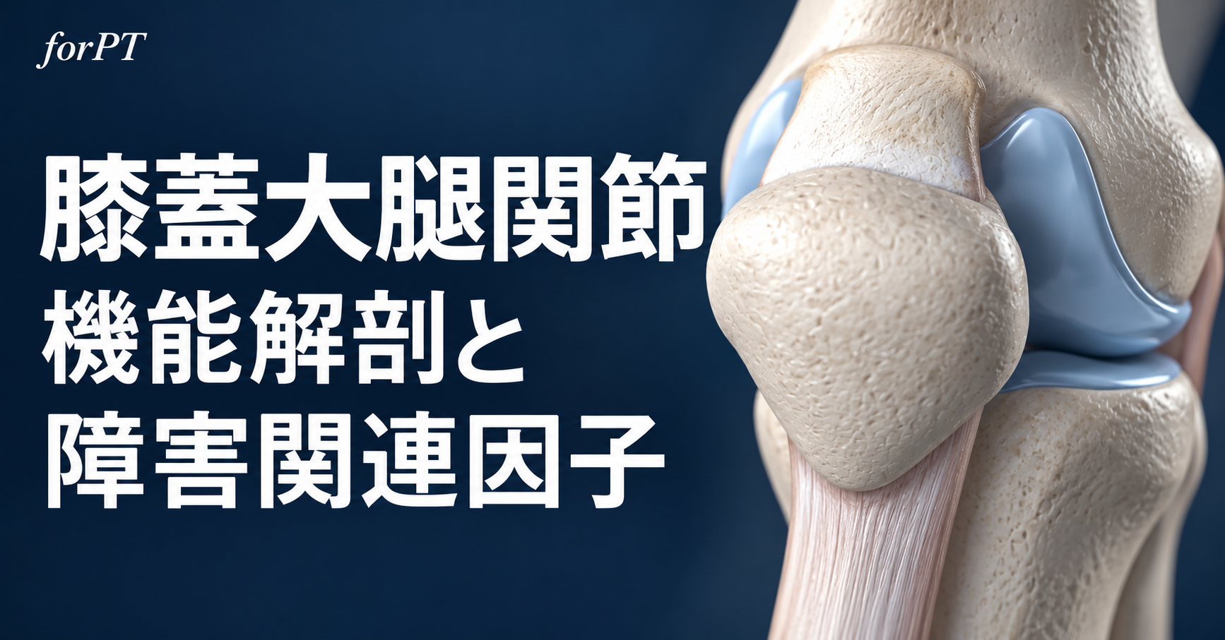 膝蓋大腿関節の機能解剖と障害関連因子